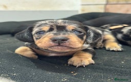 Dachshund dogs for sale: Dachshund pups 3 boys left  in Bootle - Image 13