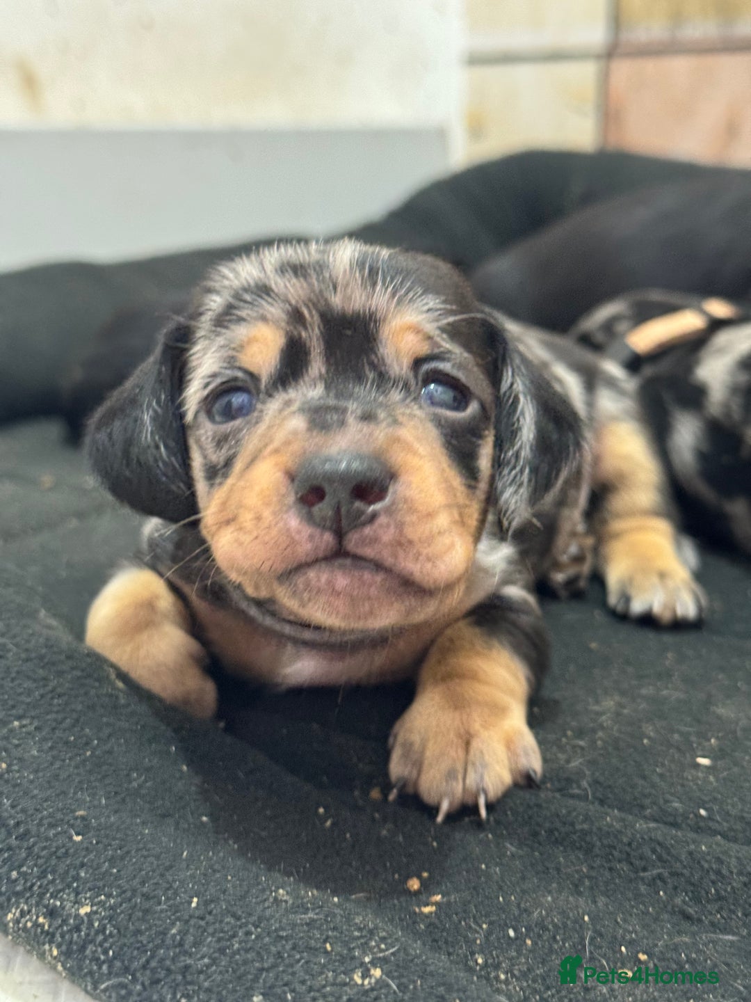 Dachshund dogs for sale: Dachshund pups 3 boys left  in Bootle - Image 13