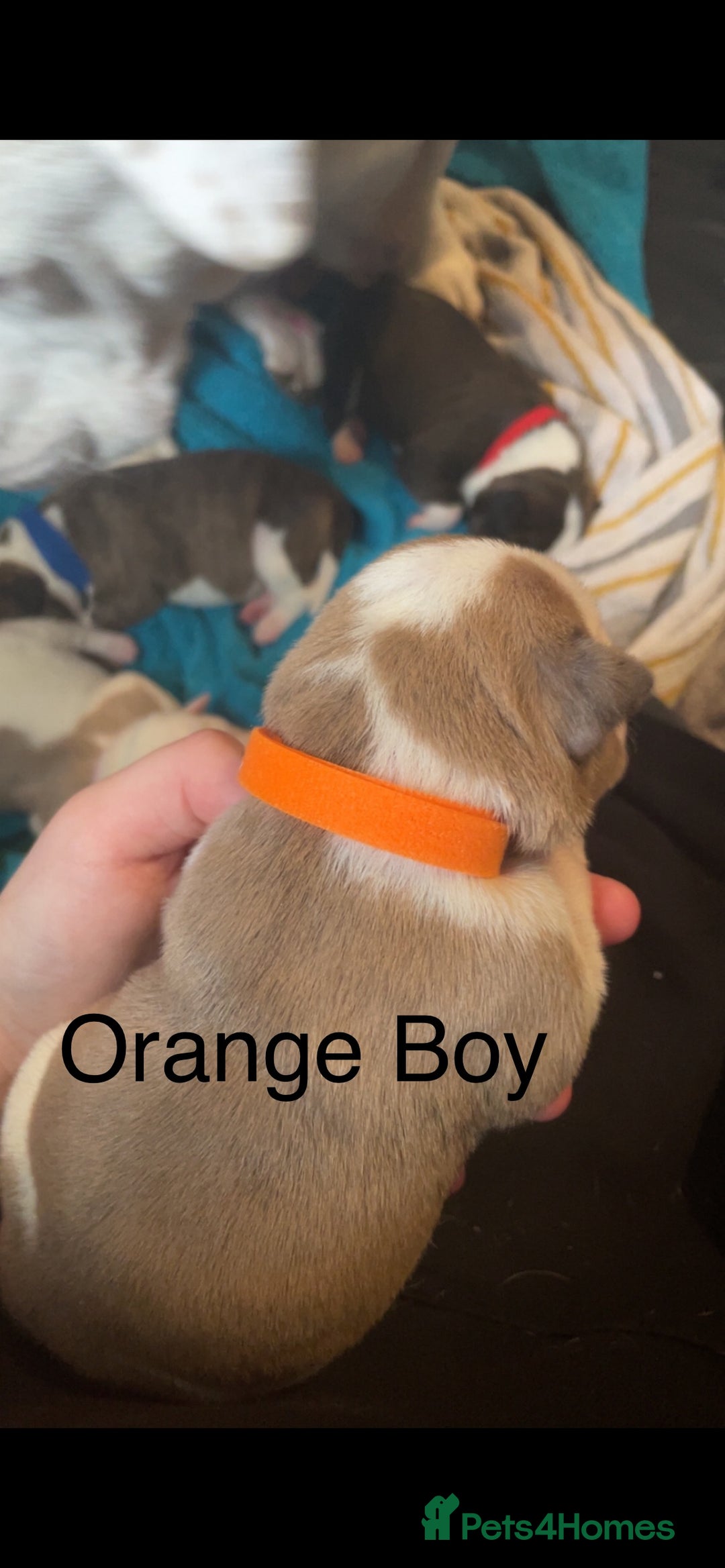 Mixed Breed dogs for sale: American Bulldog x Staffordshire Terrier puppies - Advert 12