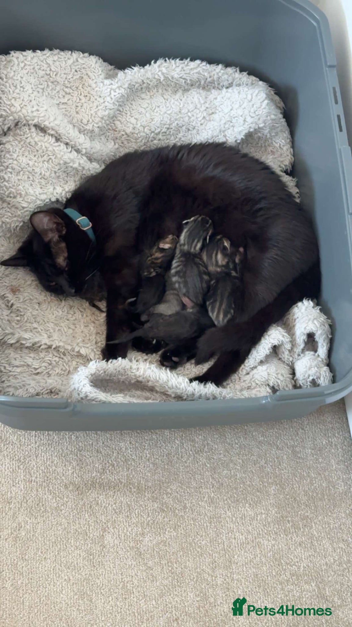 Mixed Breed cats Kittens - Advert 2