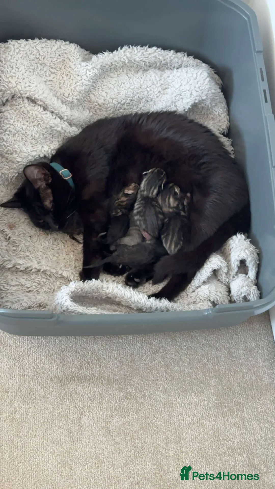 Mixed Breed cats for sale: Kittens - Advert 1