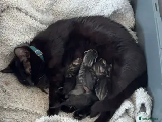 Mixed Breed cats Kittens - Advert 5