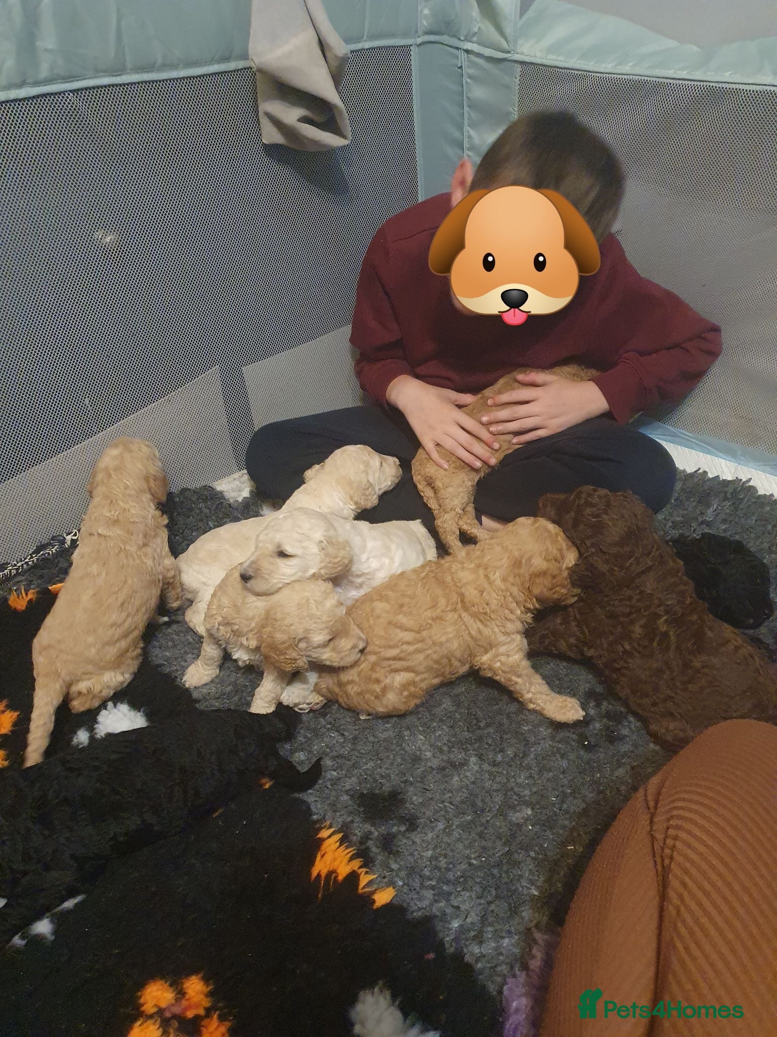 Standard Poodle dogs Standard poodle puppy's kc reg - Advert 13