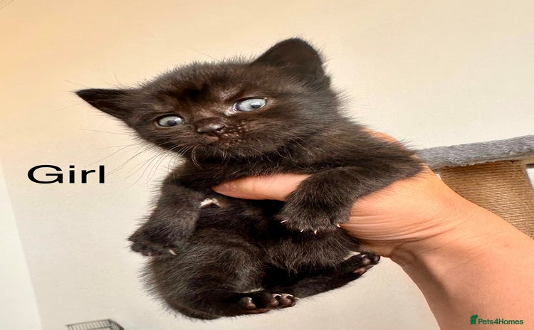 Mixed Breed cats - Advert 5