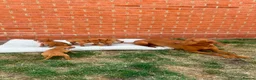 Hungarian Vizsla dogs for sale: KC registered Hungarian Vizsla puppies in Aberlour - Advert 2