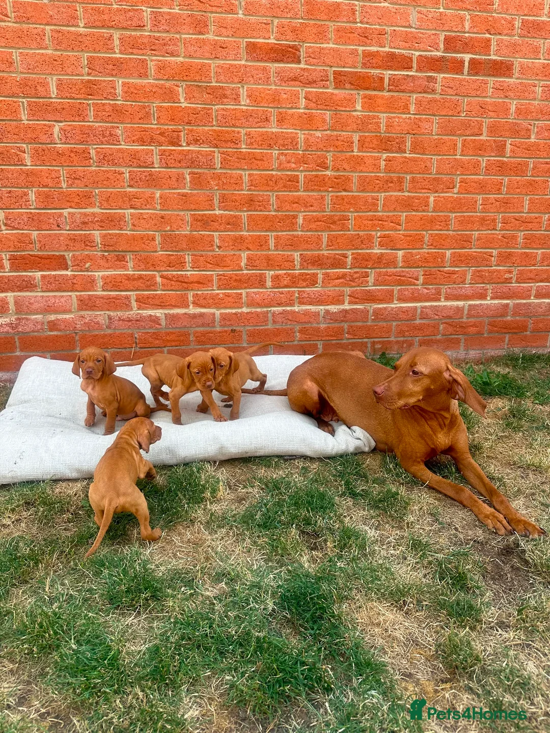 Hungarian Vizsla dogs for sale: KC registered Hungarian Vizsla puppies in Aberlour - Advert 2