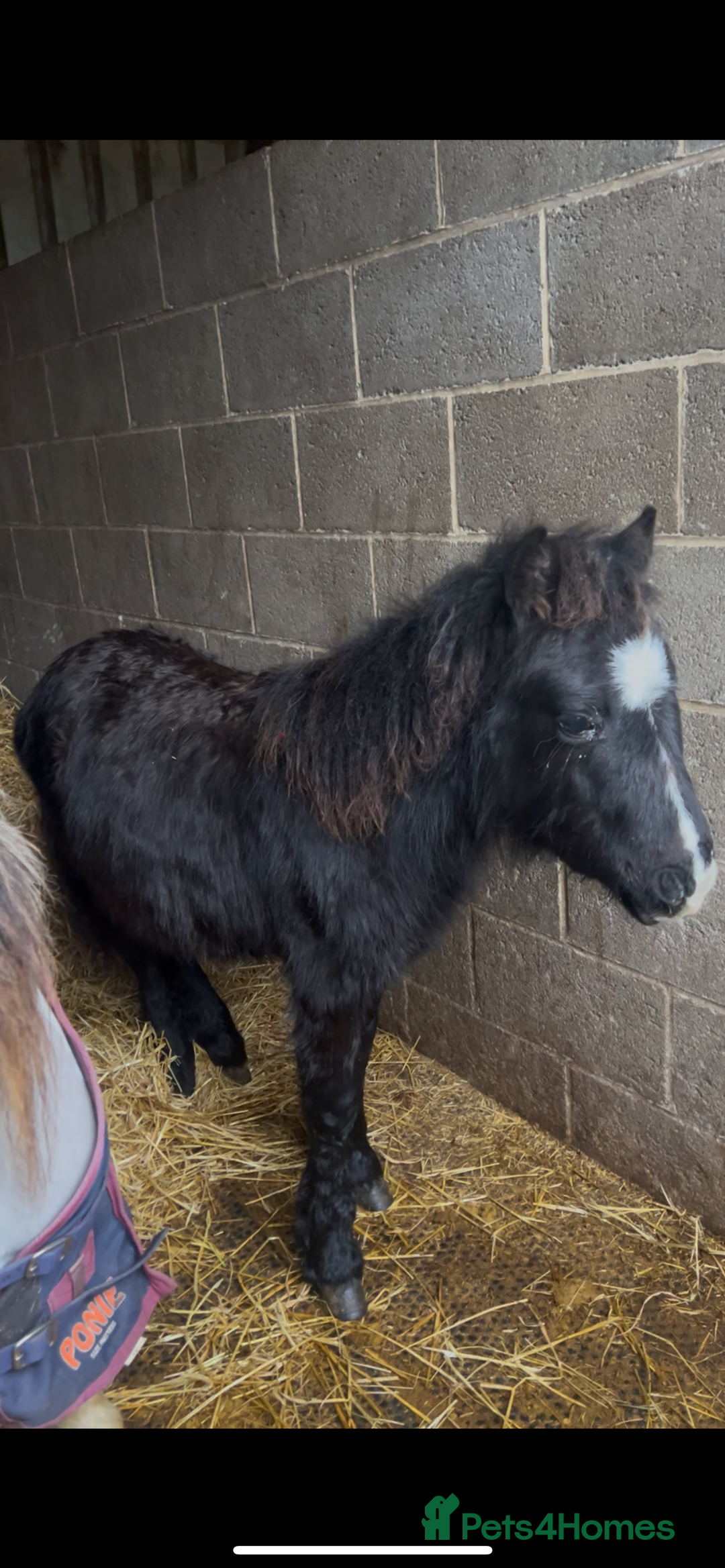 Shetland pony horses for sale: Rocky and teddy - Advert 4
