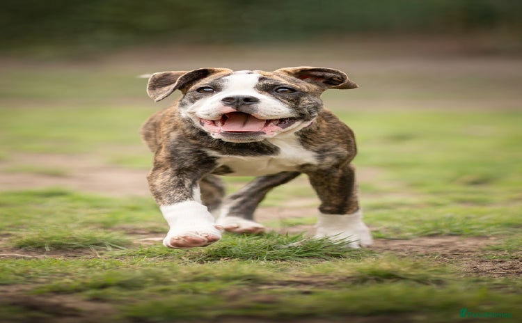 Old Tyme Bulldog dogs - Advert 2