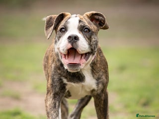 Old Tyme Bulldog dogs - Advert 17