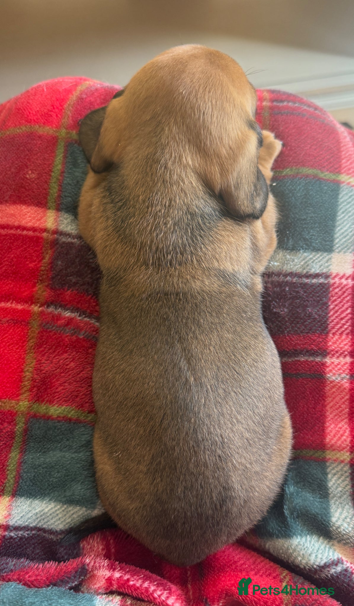 Miniature Dachshund dogs for sale: Beautiful dachshund pups only 2 left - Advert 5