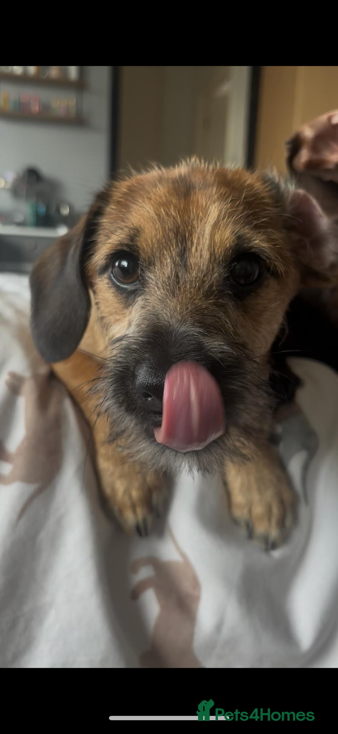 Mixed Breed dogs for sale: 11 month old male Dachshund x Shih Tzu - Advert 8
