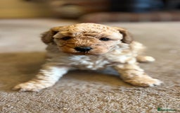 Cavapoo dogs for sale: Florence F1b Golden Cavapoo Girl - Image 3