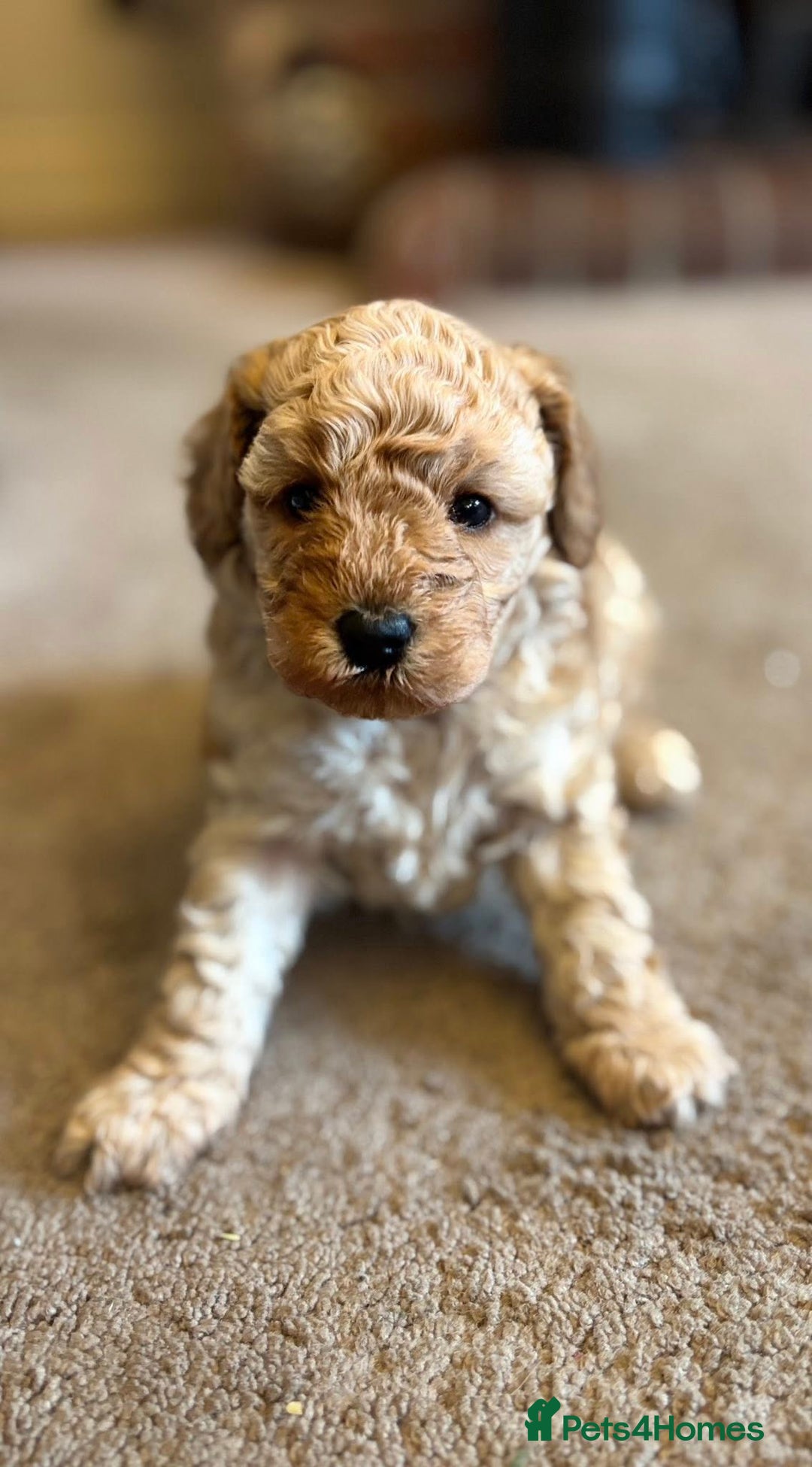 Cavapoo dogs for sale: Florence F1b Golden Cavapoo Girl - Image 3