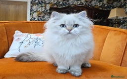 British Longhair cats for sale: Excellent Scottish straight Highland Kittens - Image 8