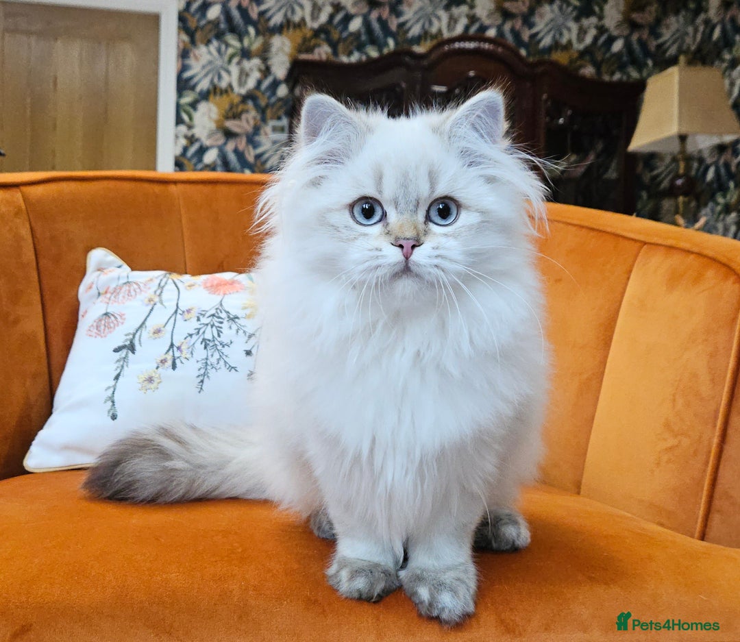 British Longhair cats for sale: Excellent Scottish straight Highland Kittens - Image 8