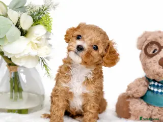 Cavapoo dogs F1 Red Cavapoo🌸 girl available🐶💖🌸 - Advert 1