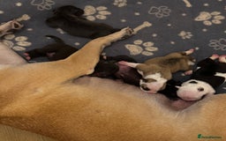 Dorset Olde Tyme Bulldogge dogs for sale: Olde tyme bulldogge puppies - Image 7