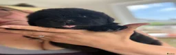 Newfoundland dogs for sale: WAITING LIST OPEN FOR NEXT KC REGISTERED LITTER - Advert 6