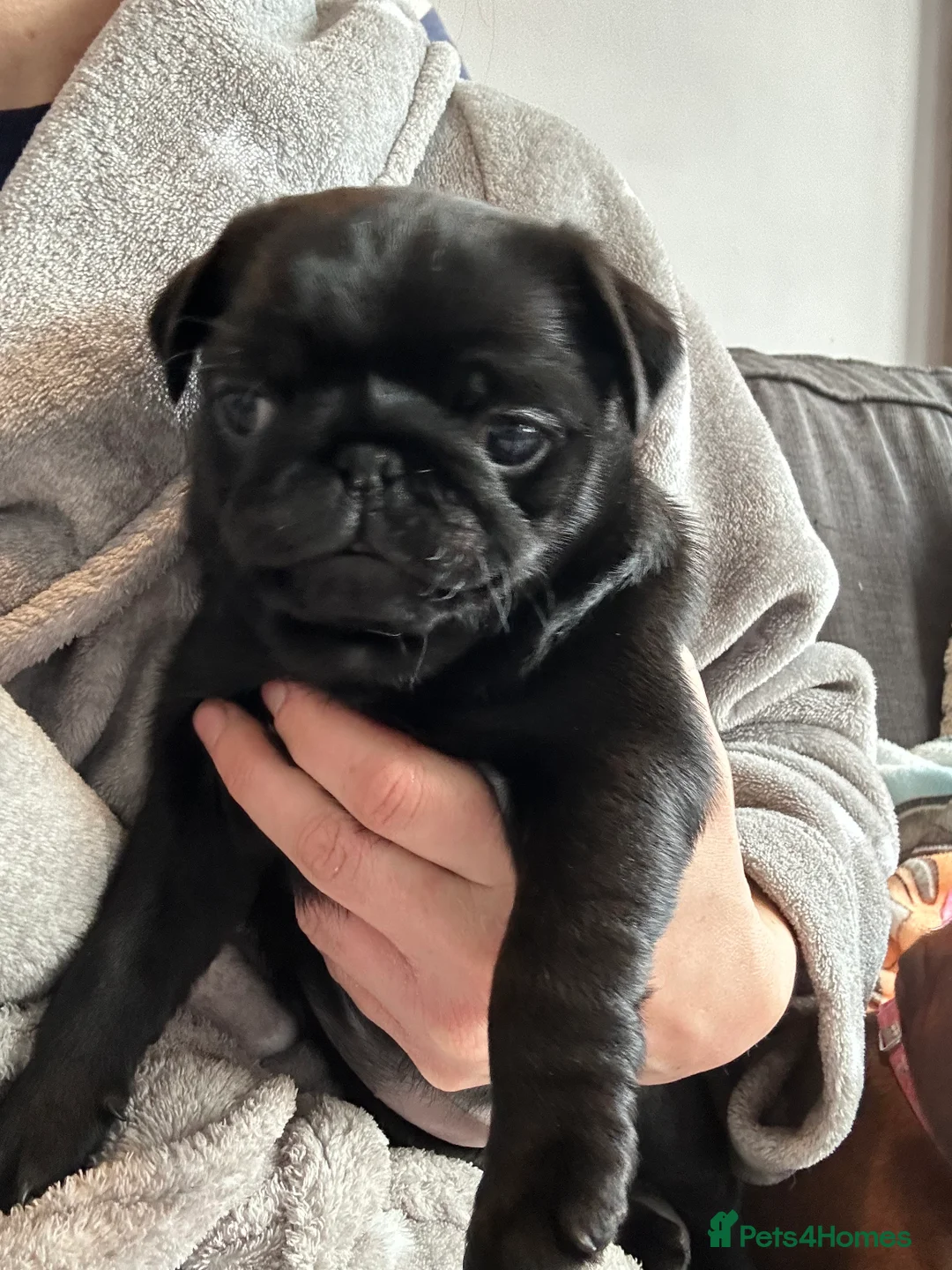 Pug dogs for sale: Black pugs - Advert 8