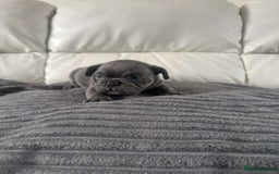 Mixed Breed dogs for sale: Mixed breed French and English bulldog - Image 2