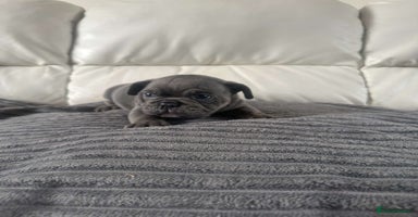 Mixed Breed dogs - Advert 5