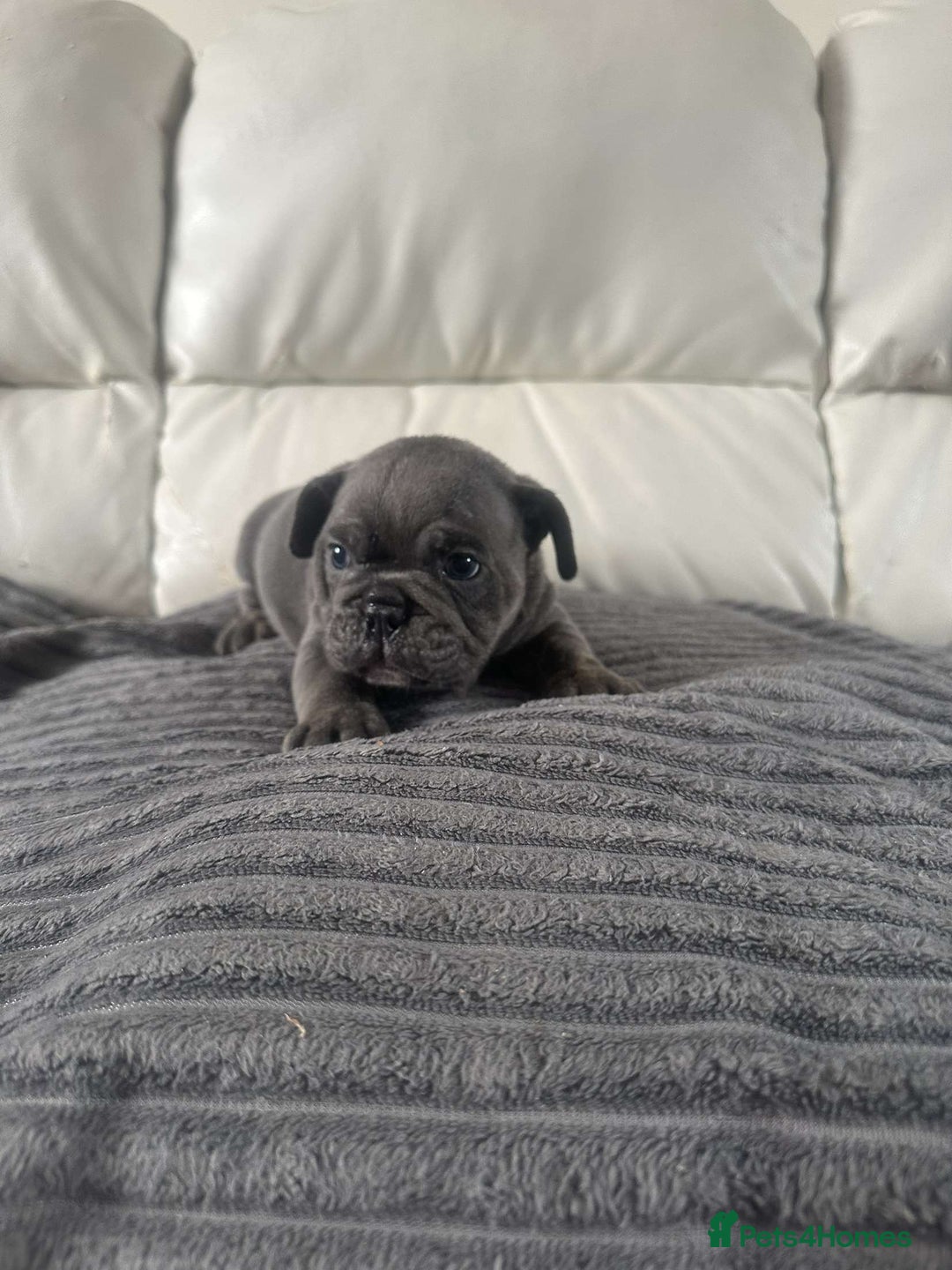 Mixed Breed dogs for sale: Mixed breed French and English bulldog - Image 2