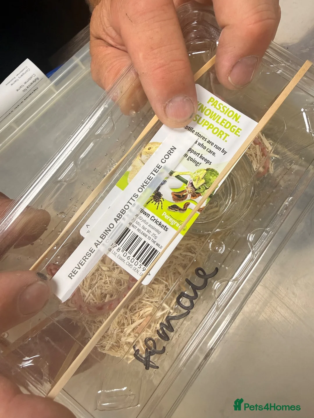 Boa Snake reptiles for sale: 2xcorn snakes 1xrainbow tree boa £ IN DESCRIPTION - Advert 2