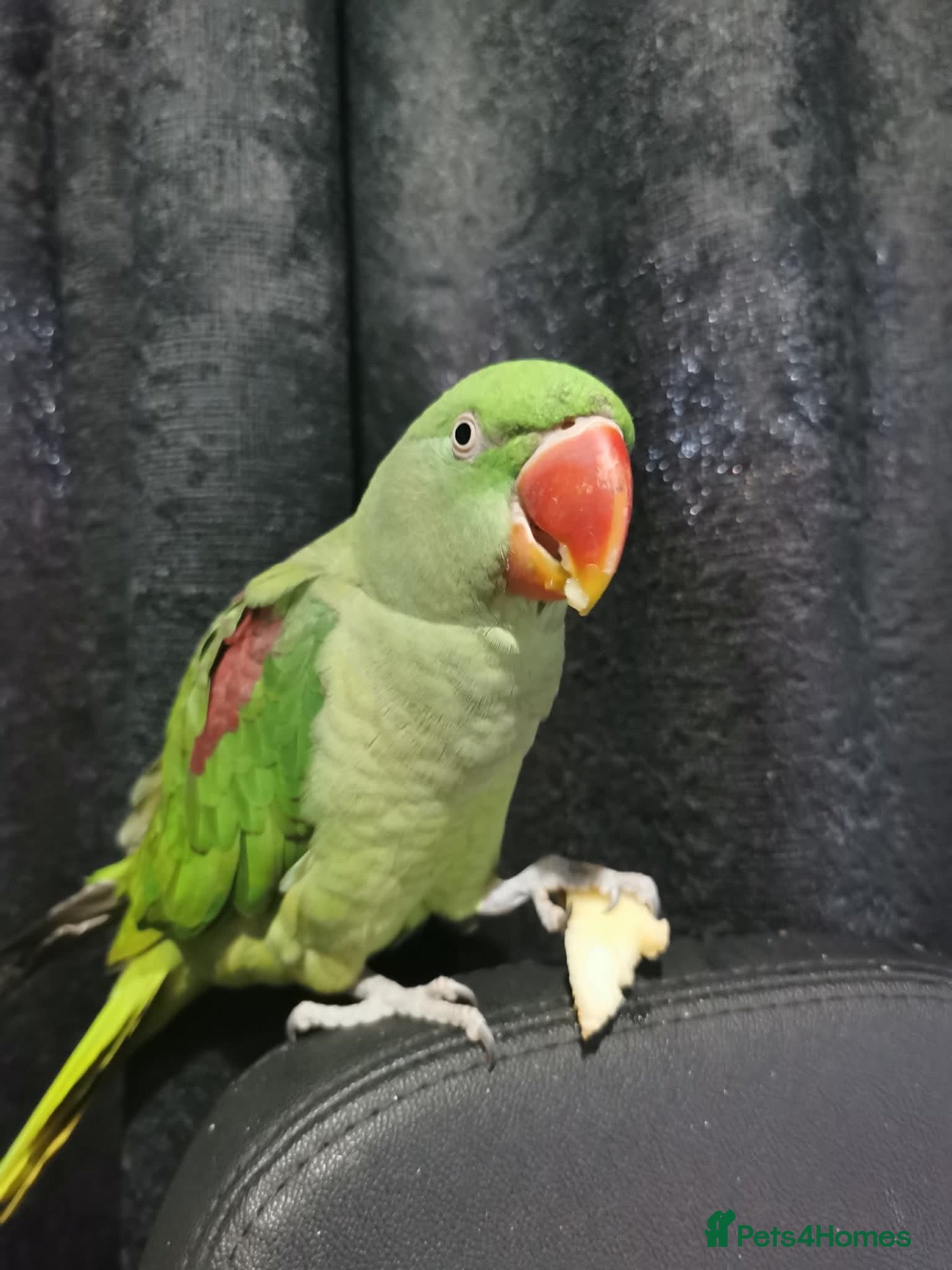 Parakeets birds Beautiful Female Alexandrine Parakeet – Zelda  - Advert 3