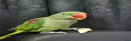 Parakeets birds for sale: Beautiful Female Alexandrine Parakeet – Zelda  - Advert 1