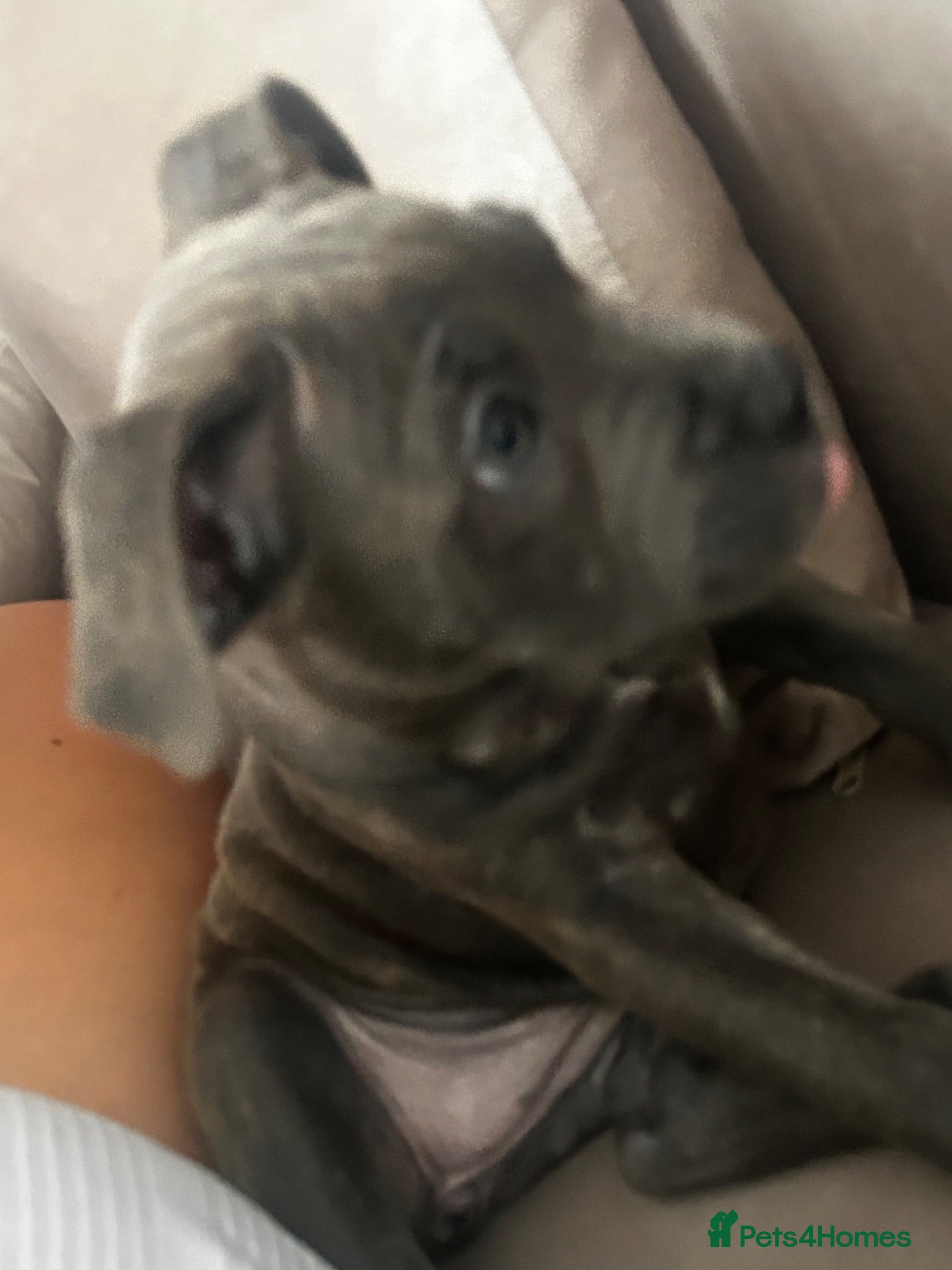 Mixed Breed dogs female 11 weeke ikd staff x cane corso  - Advert 1