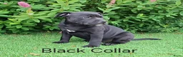 Staffordshire Bull Terrier dogs for sale: Classic Staffordshire Bull Terrier Puppies  - Advert 2