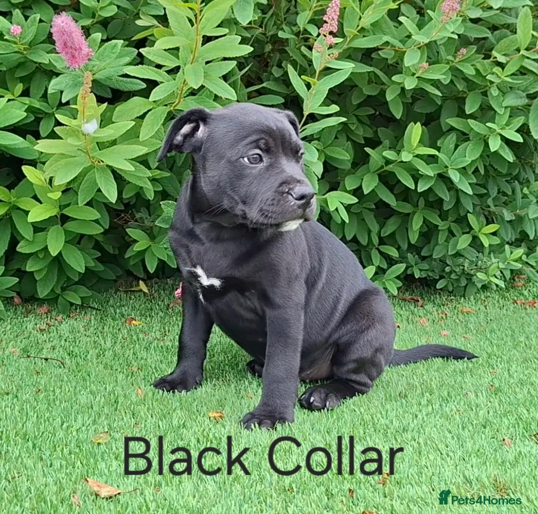 Staffordshire Bull Terrier dogs for sale: Classic Staffordshire Bull Terrier Puppies  - Advert 2