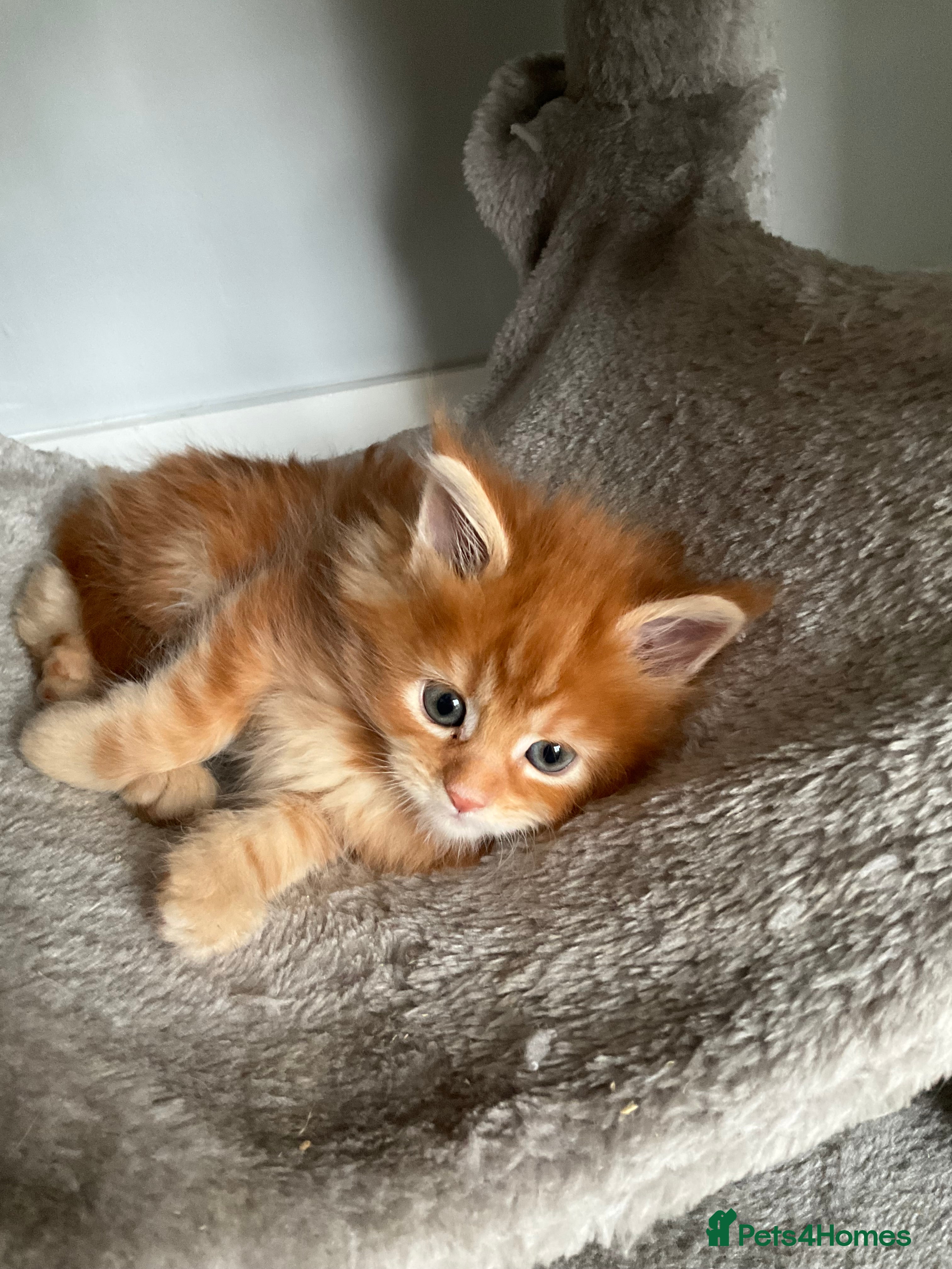 Maine Coon cats Beautiful large pure  **  Day Maine coons - Advert 10