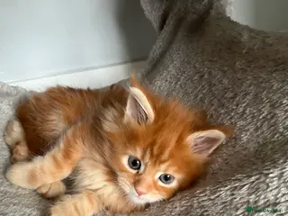 Maine Coon cats Beautiful large pure ** Day Maine coons - Advert 10