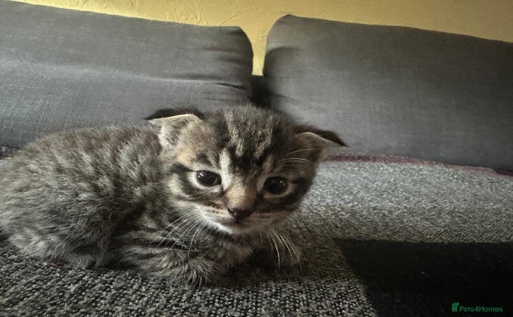 Scottish Fold cats - Advert 9