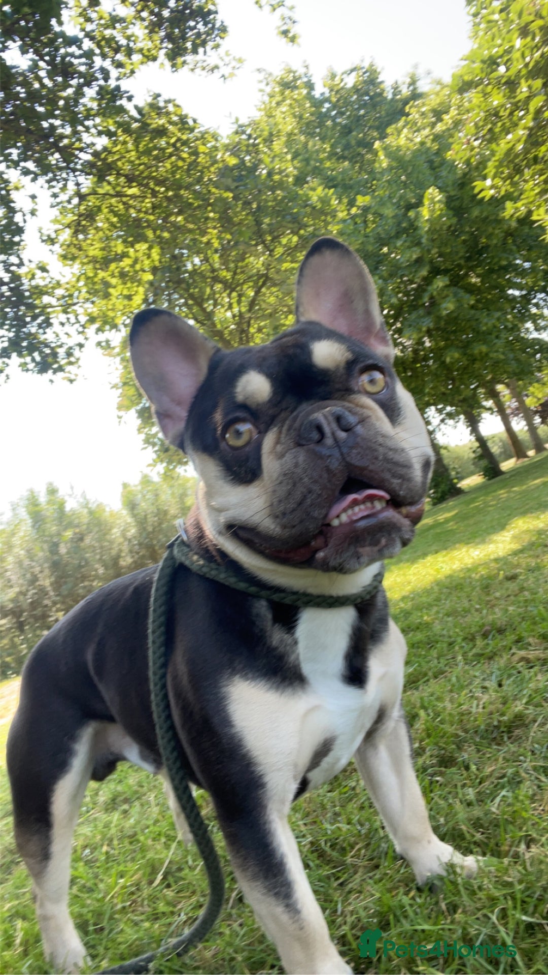 French Bulldog dogs for stud: Theo - Frenchie 4yr Old Boy Needing New Home - Advert 1