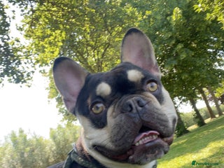 French Bulldog dogs Theo - Frenchie 4yr Old Boy Needing New Home - Advert 1