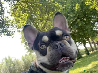 French Bulldog dogs Theo - Frenchie 4yr Old Boy Needing New Home - Advert 14