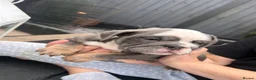 English Bulldog dogs for sale: Winnie’s amazing litter of 6 beautiful babies - Advert 14