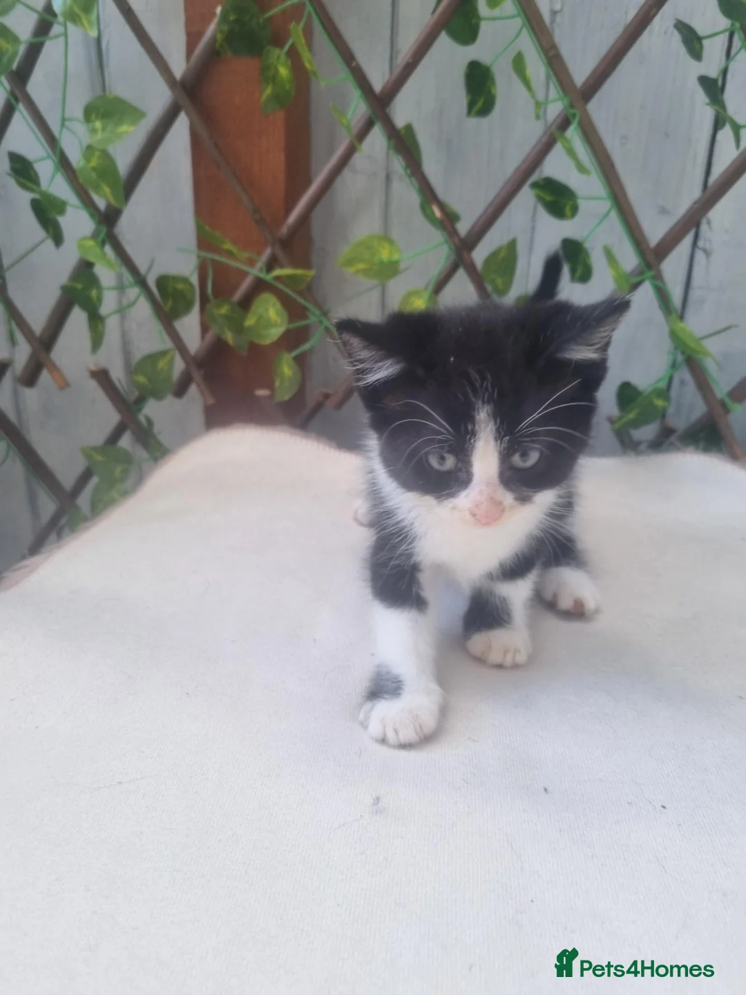 Mixed Breed cats for sale: Mixed bread  in Derby - Advert 1