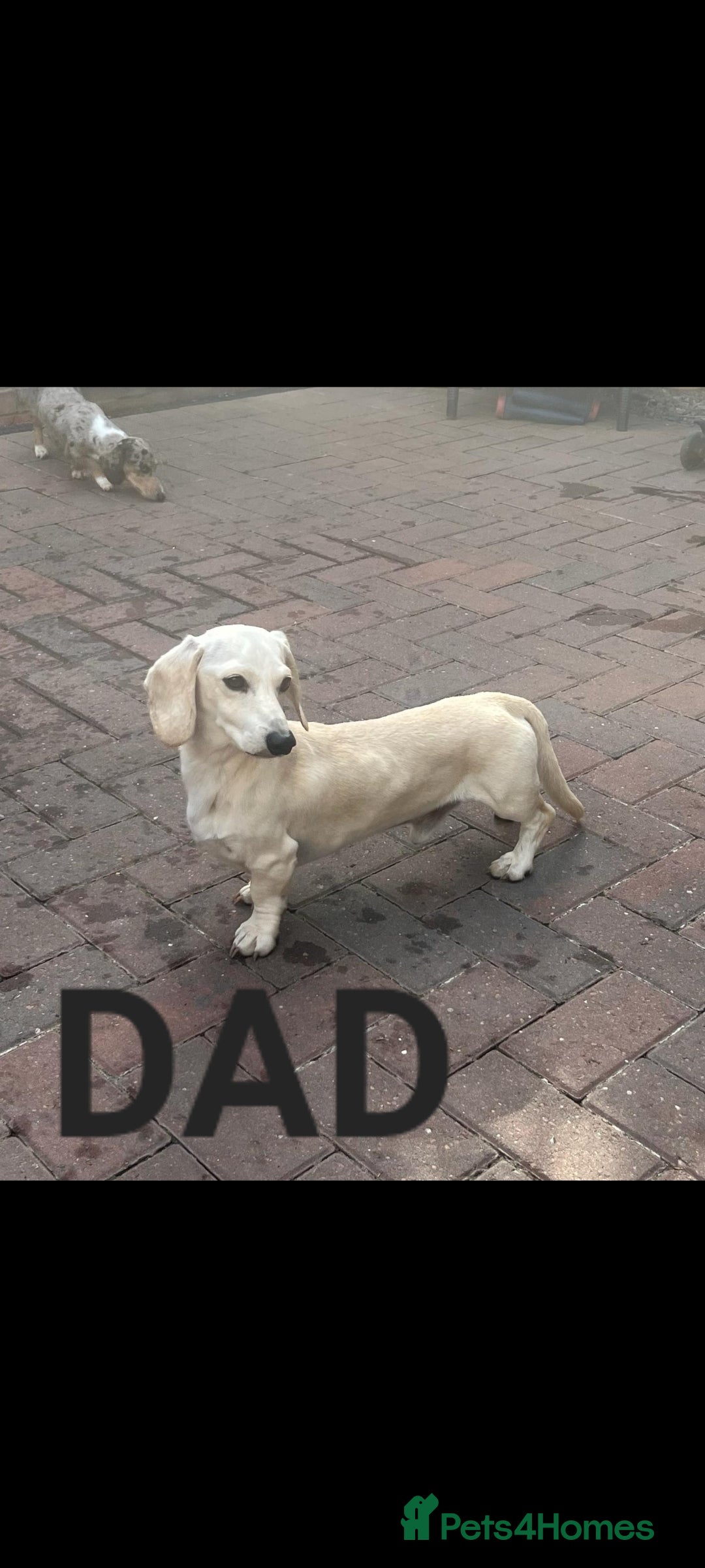 Miniature Dachshund dogs for sale: Miniature dachshund smooth haired  - Image 5