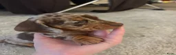 Miniature Dachshund dogs for sale: 3 beautiful dachshund pups  - Advert 5