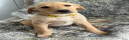 Labrador Retriever dogs for sale: ONLY 2 BEAUTIFUL RED FOX LABRADOR GIRLS REMAINING - Advert 11