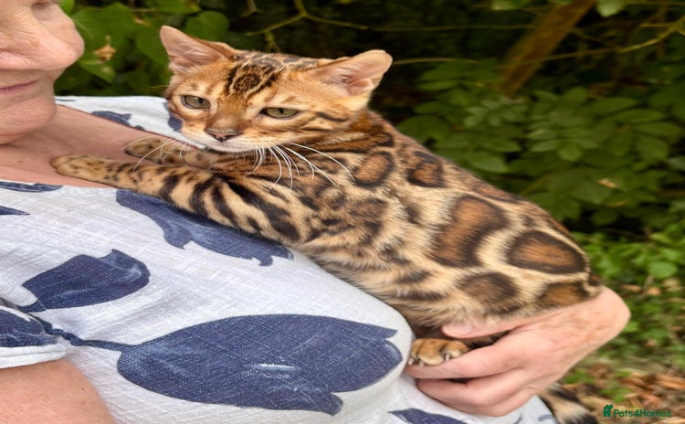 Bengal cats in Spalding - Advert 14
