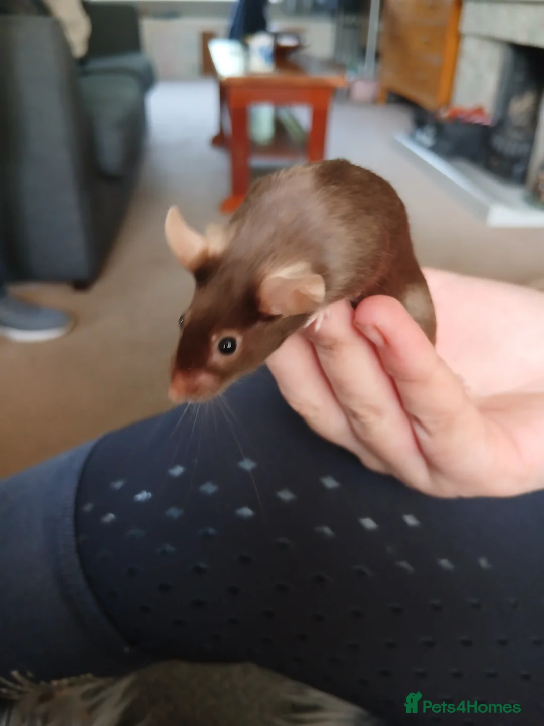 Mouse rodents for sale: Female Pet Mouse in Harrogate - Advert 2