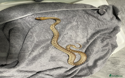 Snake reptiles for sale: Three Snakes + Madagascan Hissing Roaches - Image 1