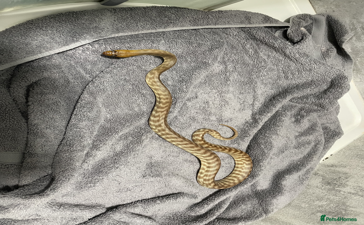 Snake reptiles - Advert 3