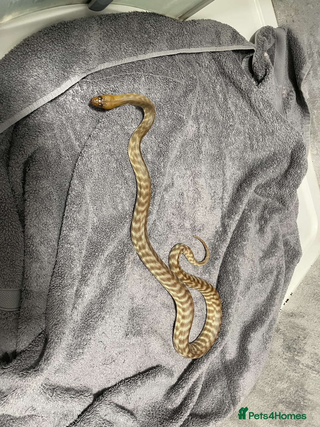 Snake reptiles for sale: Three Snakes + Madagascan Hissing Roaches - Image 1