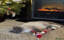 Ragdoll cats for sale: Ragdoll kittens  - Image 9