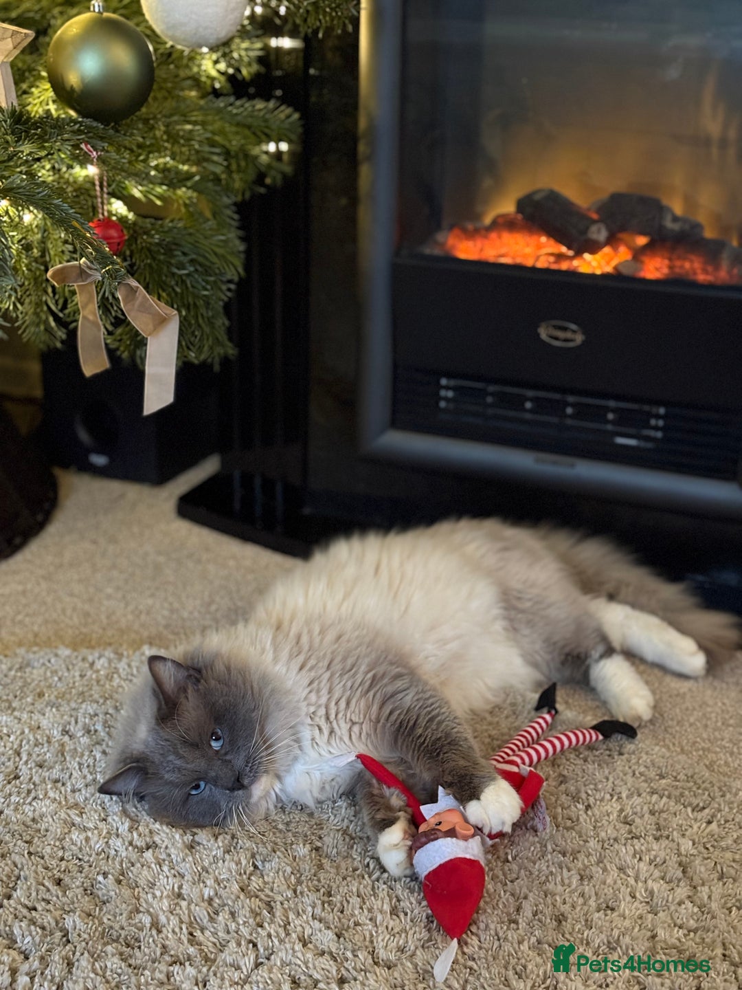 Ragdoll cats for sale: Ragdoll kittens  - Image 9